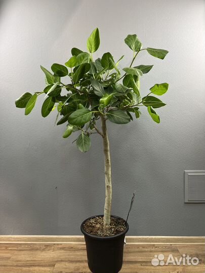 Фикус бенгальский одри H 130