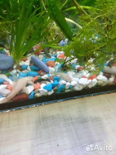 Аквариумные рыбки