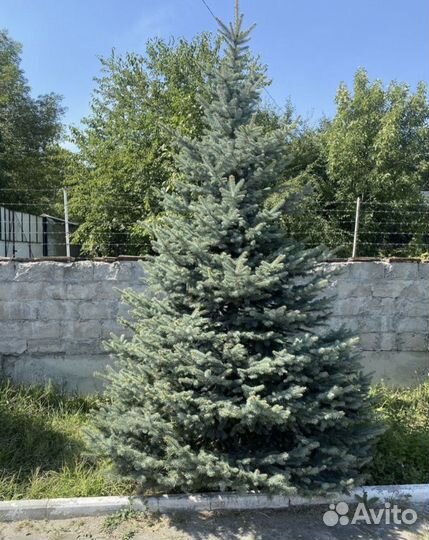 Туя,голубая ель крупномеры