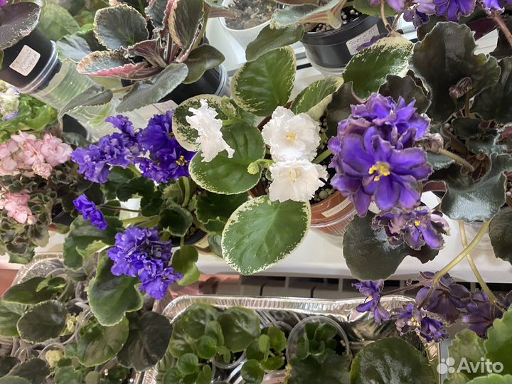 Сортовые фиалки.Детки сортовых фиалок