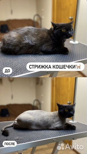 Стрижка собак и кошек, уз чистка зубов