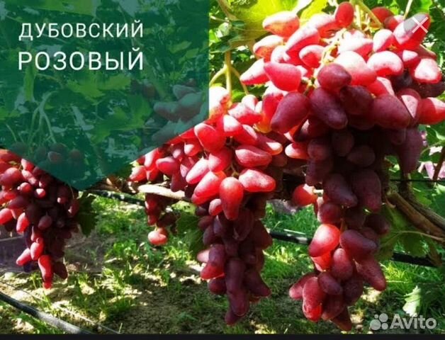 Дубовский розовый фото
