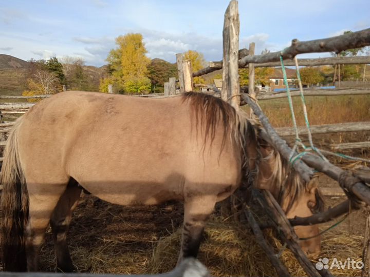 Башкирская лошадь