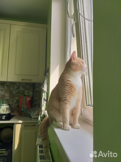 Рыжий котик ищет дом, в дар, дать шанс жить