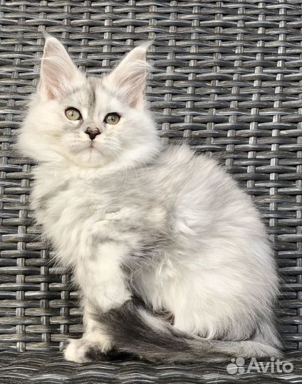 Котята мейн-кун