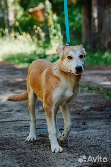 Молодая послушная и ласковая собачка, 1 год