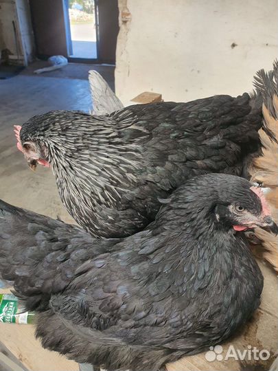 Куры-Молодка с Доставкой до вас