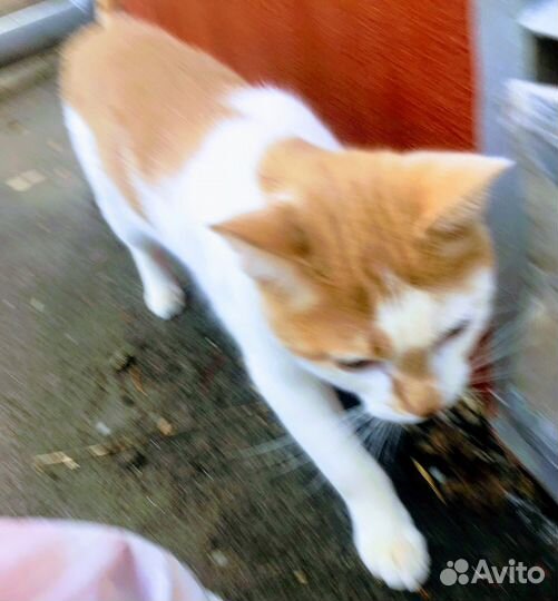 7-месячный Репей в поисках дома