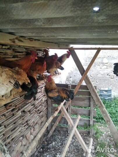 Петухи