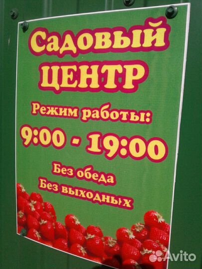 Саженцы на Красноярском тракте