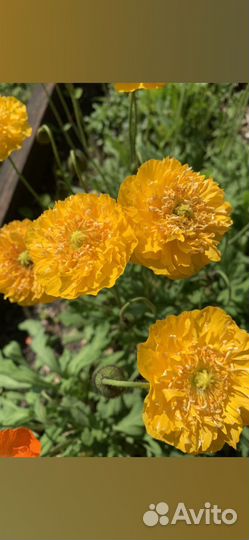 Маки многолетние декоративные(Папавер Монпасье )