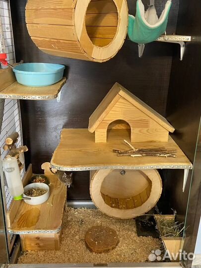 Белки дегу с витриной и клеткой