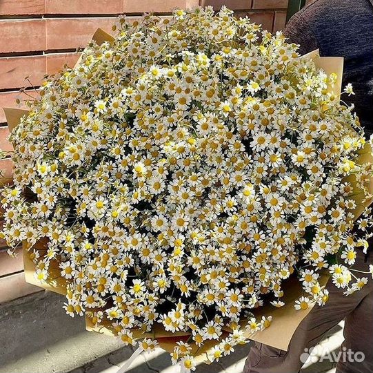 Ромашки Пионы Розы Доставка