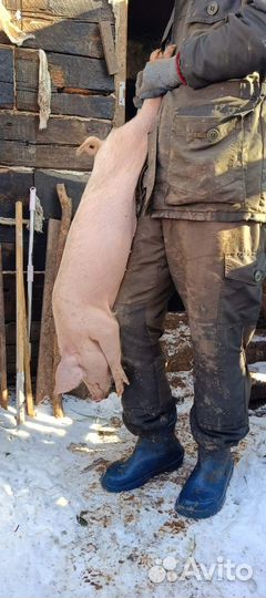 Поросята Ландрас