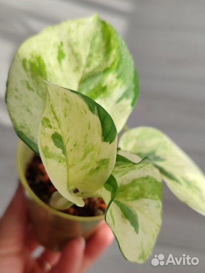 Эпипремнум Марбл Эппл (Marble Apple)