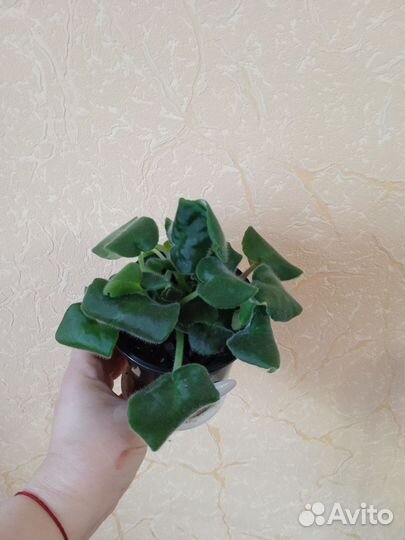 Фиалка в горшках