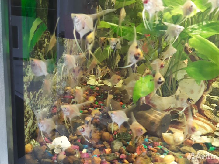 Аквариумные рыбки