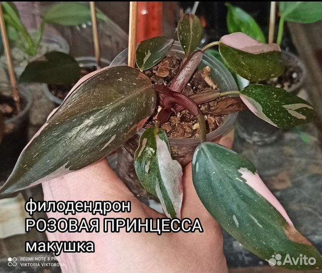 Фил Розовая и Белая принцессы вар