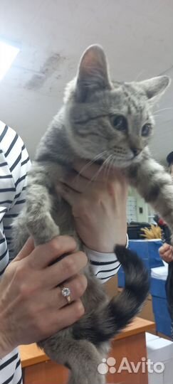 Помогите котику