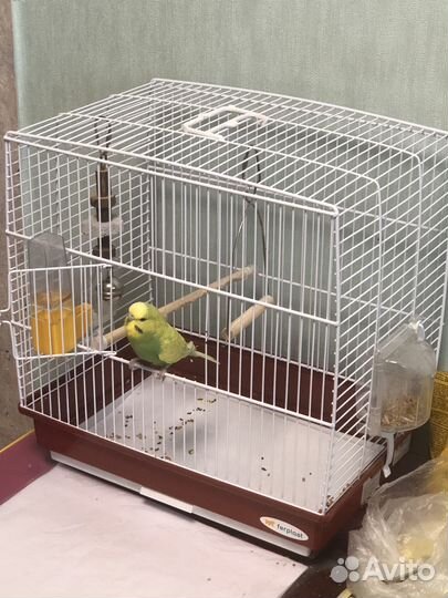 Передержка грызунов и птиц