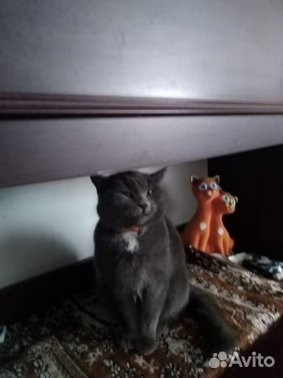 Отдам в хорошие руки котенка