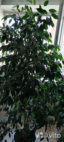 Фикус бенджамина большой
