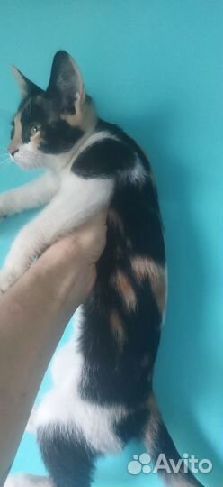 Отдам в добрые руки