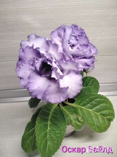 Глоксинии сортовые