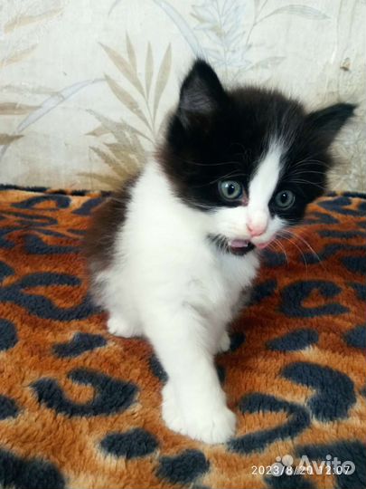 Кошка в дар бесплатно