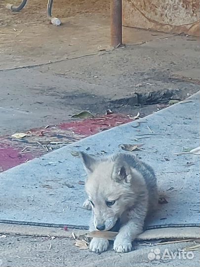 Щенки лайки