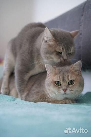 Чистокровный чемпион WCF Британский кот на вязку