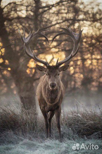 Рога лося оленя и марала и меха куница