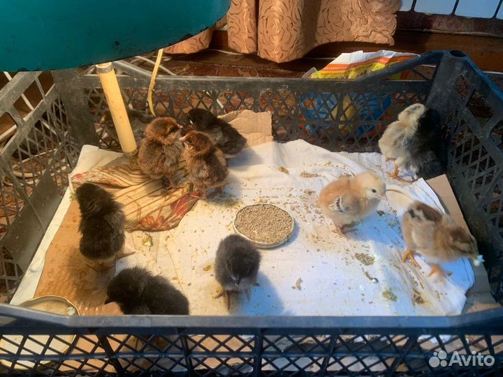 Куры цыплята доминанты