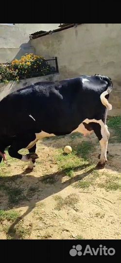 Коровы дойные молочные