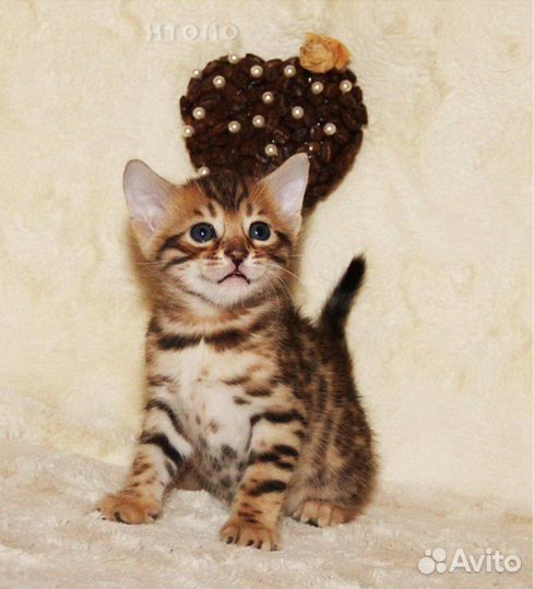 Бенгальские котята
