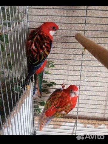 Сформированная пара розелл