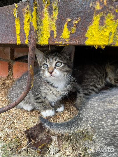 Кошка в дар