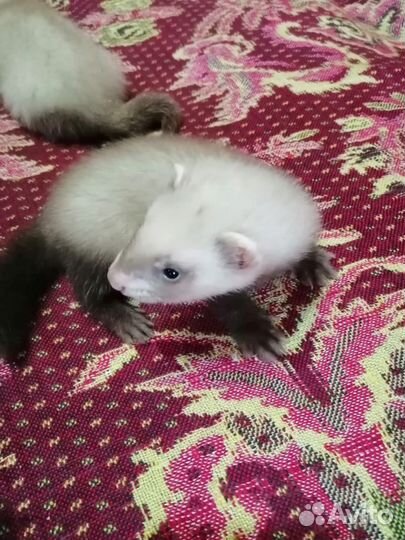 Домашний хорек