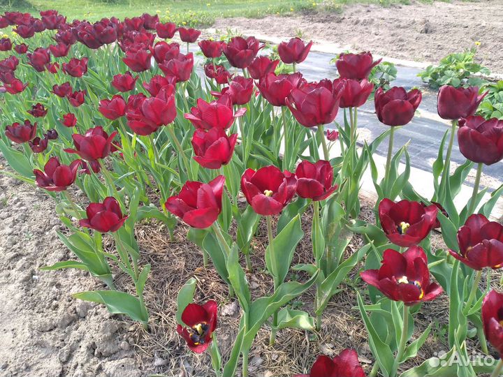 Тюльпаны луковицы