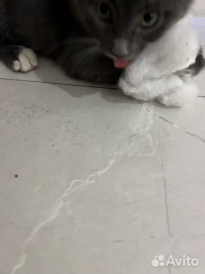 Мейн-кун мальчик