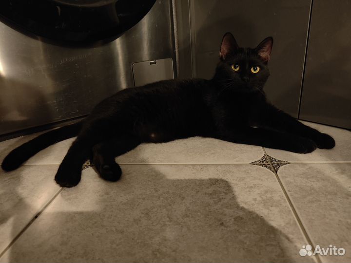 Самый лучший кот ищет своего человека