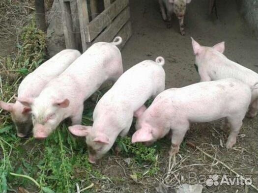 Поросята 2 месяца