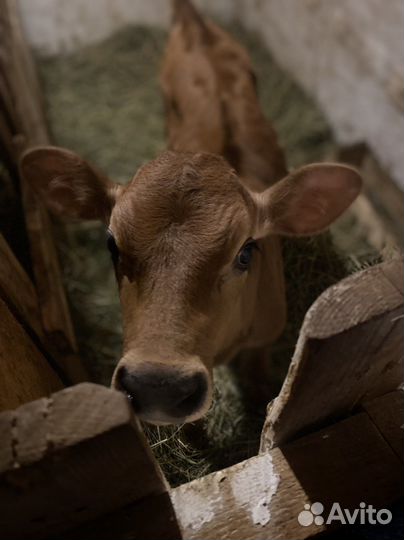 Теленок бычок Джерси