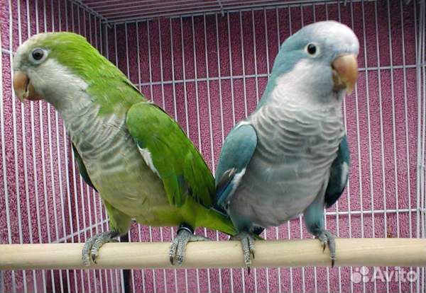 Попугай монах ручные