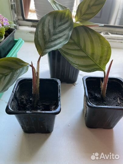 Калатея цветы