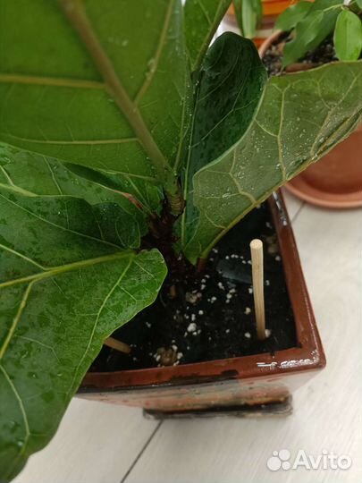 Фикус лирата