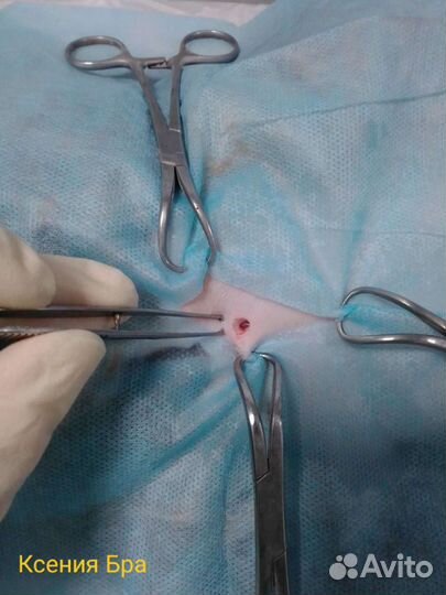 Ветеринарный врач. Вызов на дом