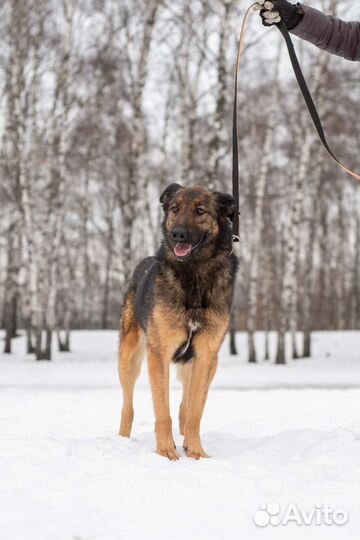 Метис малинуа в добрые руки