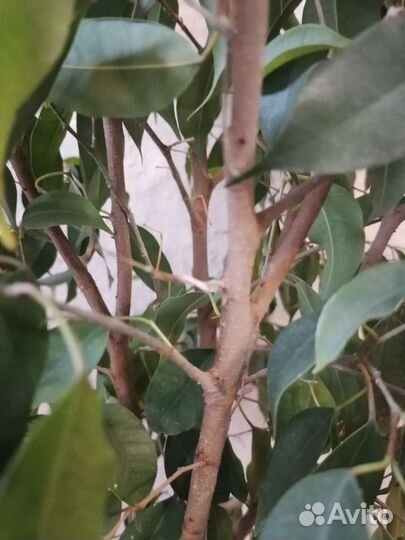 Фикус бенджамина