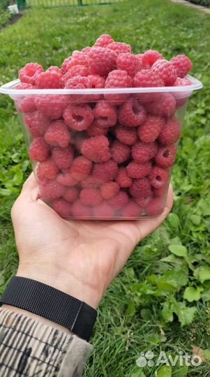 Саженцы Рассада Малины